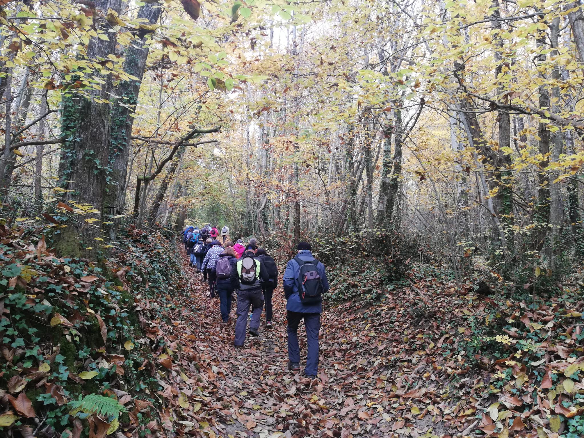 Randonneurs dans les bois